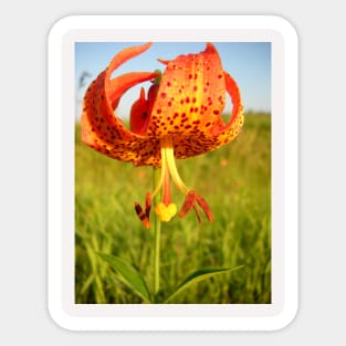 Lovely Orange Spotted Tiger Lily Sticker